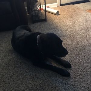 Meet your Posher, Craig